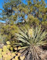 Mojave yucca and Prickly Pear